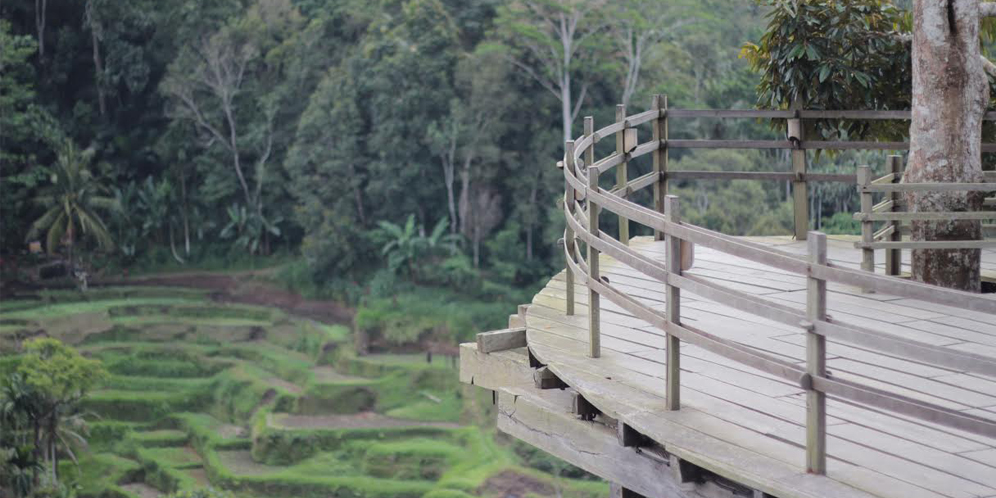 Bali Pulina Agro Tempat Ngopi Di Tengah Kebun Kopi Lazone Id
