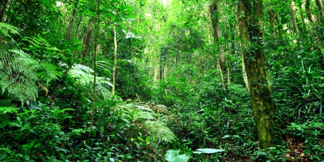 5 Hutan di Sempitnya Tanah Singapura thumbnail