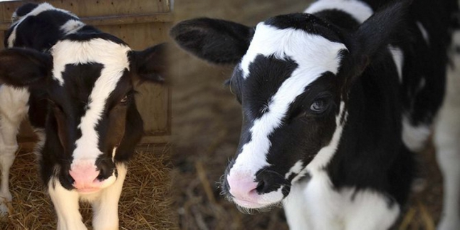 Anak Sapi Unik Dengan Lambang Angka Tujuh di Kepalanya