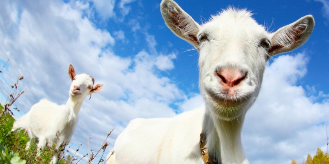 Beberapa Hewan Berikut Pernah Dijebloskan ke Penjara dan Dicap Sebagai Narapidana