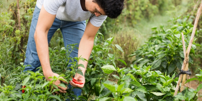 Bersahabat Dengan Makanan Yang Berasal Dari Alam
