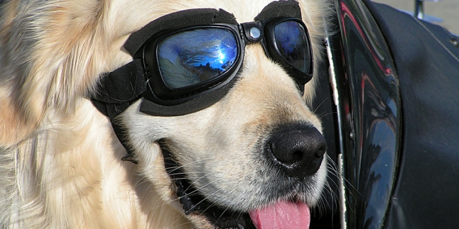 Bikin Heboh, Dua Anjing Ini Bisa Naik Motor!