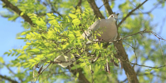Burung Merpati Jadi Agen Rahasia?