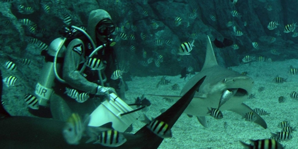 Cristina Zenato, Wanita Pemberi Makan Hiu