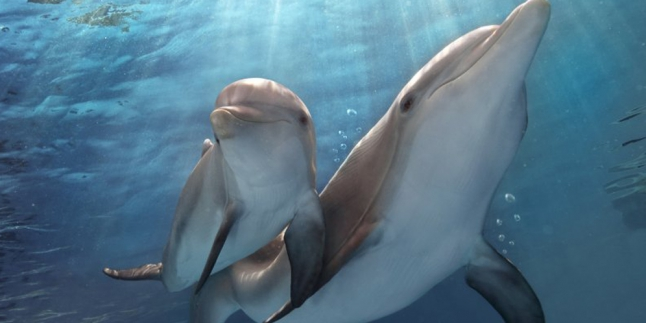 Dolphin Tale 2