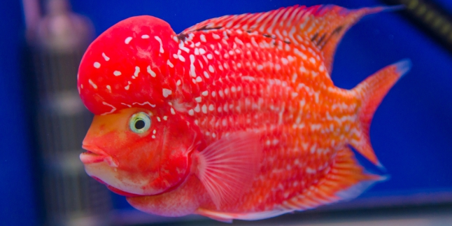 Ingat Tren Paling Happening Di Indonesia Ini, Guys? | LAzone.id