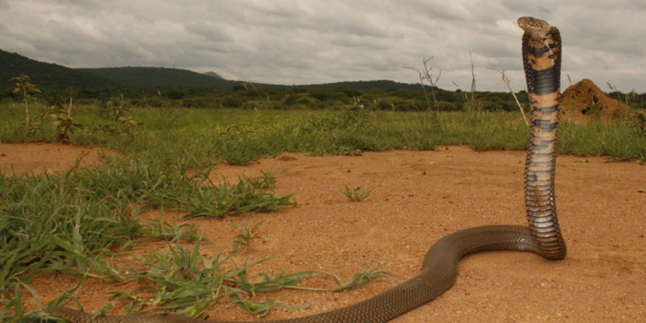Juru Masak China Tewas Tergigit Oleh Ular Kobra Yang Akan Dimasaknya