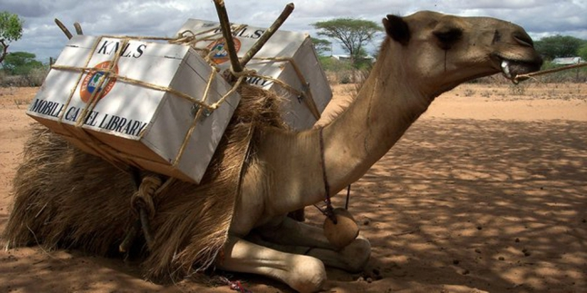 Kenya Manfaatkan Unta Untuk Berantas Buta Huruf | LAzone.id