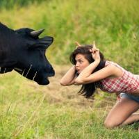 Kentut Sapi Ini Sebabkan Ledakan Hebat di Jerman?!