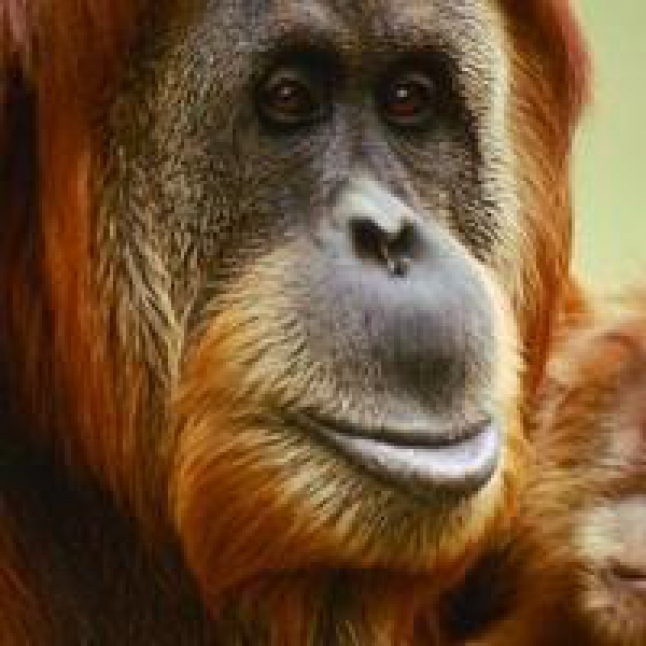 Saatnya Melindungi Orangutan