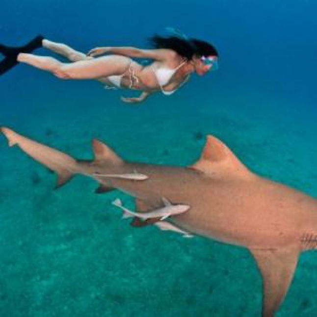 Gokil! Wanita Ini Nekad Berenang Dengan Hiu! thumbnail