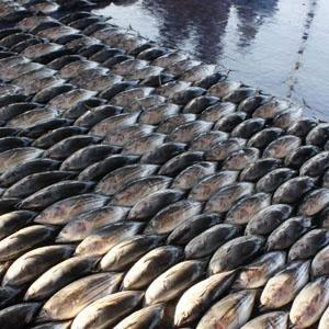 Global Warming Menyebabkan Ukuran Ikan Menyusut