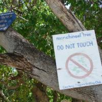 Manchineel, Pohon Paling Beracun di Dunia