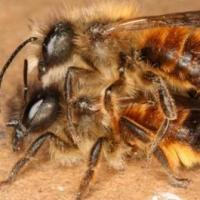 Bercinta Dengan Ratu Lebah, Kemaluan Pejantan Bakal Dikebiri thumbnail