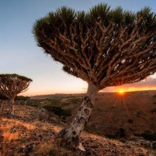 Isolasi Dunia Lain Di Socotra Island thumbnail