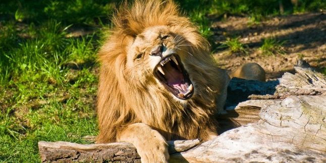 Pengen Tahu Rasanya Menjadi Buruan Singa? Kunjungi Tempat Ini!
