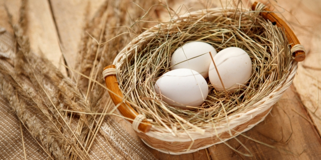 Pria Bisa Bertelur? Nyata Lho!