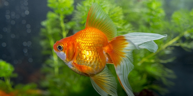 Pria Ini Rela Habiskan Jutaan Rupiah Demi Operasi Ikan Mas Sembelit