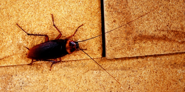 Robot Kecoa Penyelamat Bencana