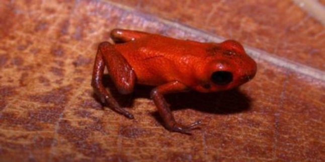 Spesies Katak Beracun Baru, Bisa Bunuh Manusia?