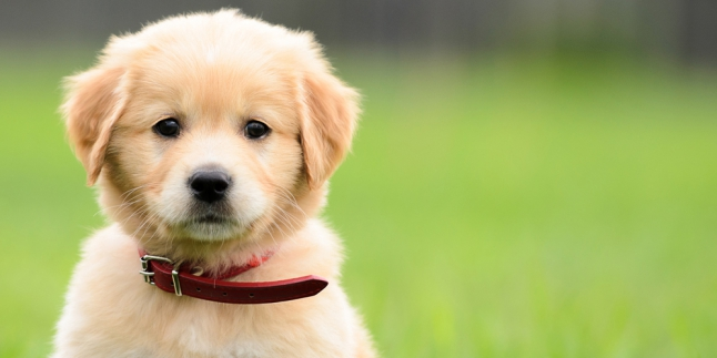 Tiga Anjing Ini Punya Kisah yang Mencengangkan
