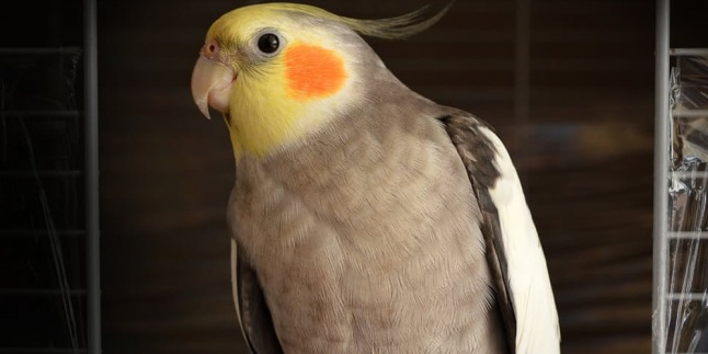 What! Suara Burung Ini Sebagus Rihanna Bro..