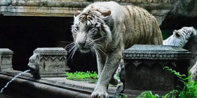 Indonesia Punya Taman Safari Paling Luas di Asia Tenggara
