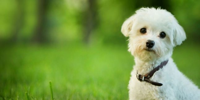 Wih, Anjing Lucu Ini Harganya Selangit Lho!