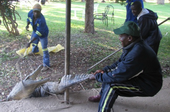 Bangun Dari Tidur, Pria Zimbabwe Temukan Buaya di Bawah Ranjangnya! thumbnail