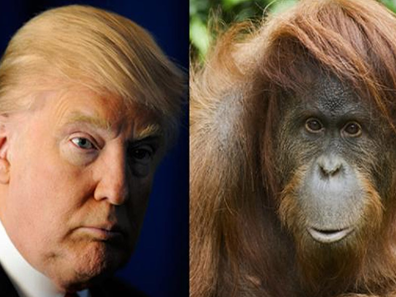 Dibilang Mirip Orangutan, Donald Trump Tuntut Rp 48 Miliar! thumbnail