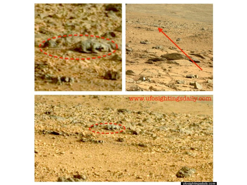 Heboh! Muncul Kadal di Planet Mars!