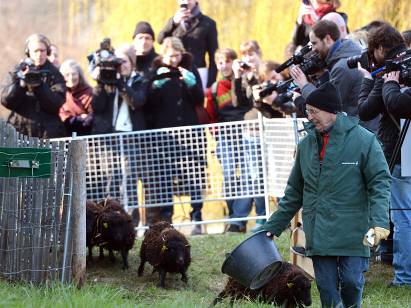 Ini Dia, Domba Pangkas Rumput Ala Paris!