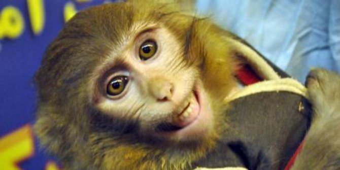 Iran Kirim Monyet Lagi ke Luar Angkasa thumbnail
