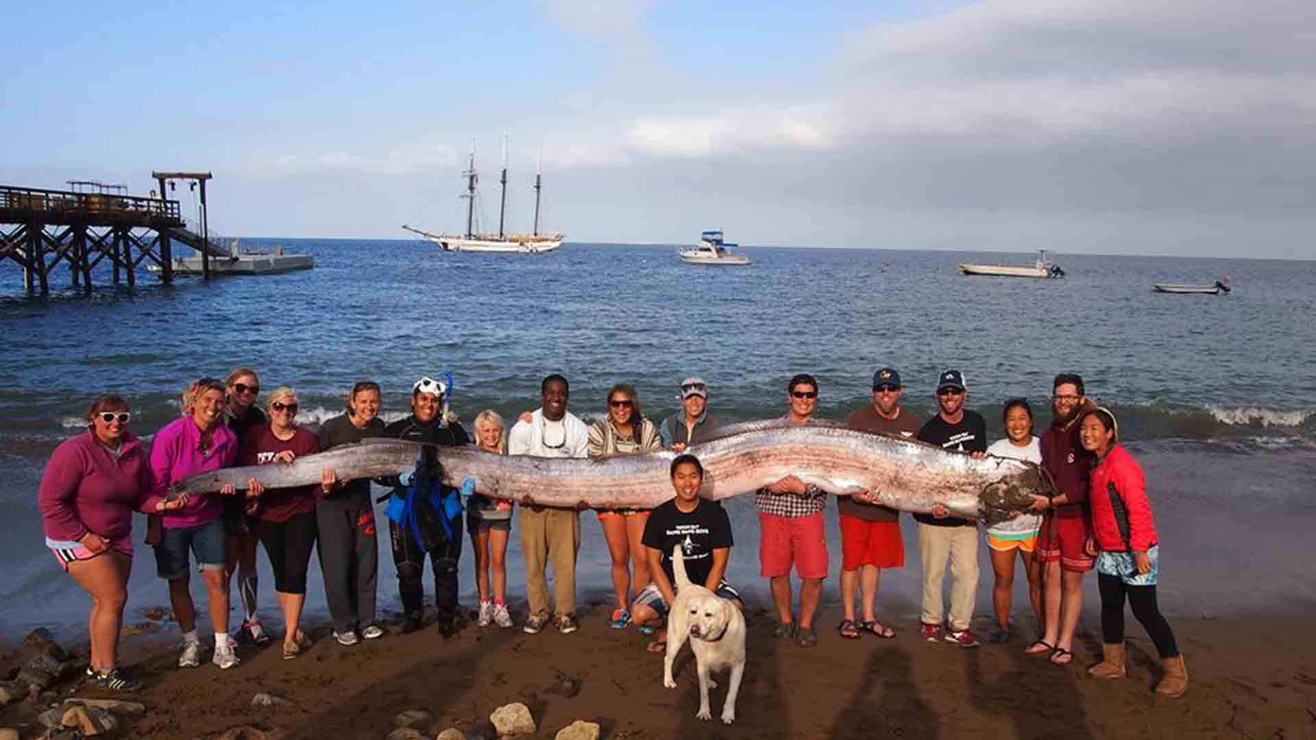 Monster Ikan Ini Ramal Gempa dari Bawah Laut