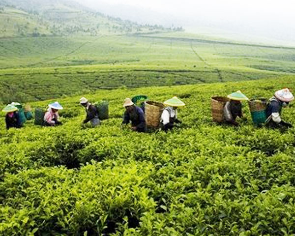 Teh jadi minuman nasional India