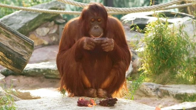 Tidak Mau Kalah, Orangutan Juga Gunakan 'Facebook' Sehari-hari?! thumbnail