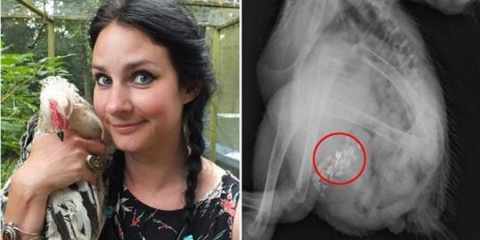 Wanita Ini Gak Tega Bunuh Ayamnya Yang Telan Anting Berlian