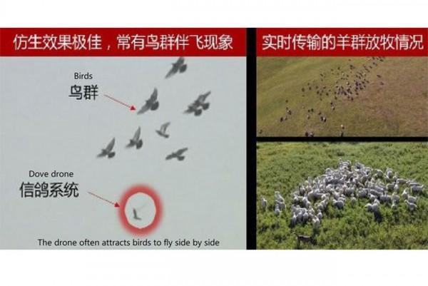 Hati-hati, Di China Ada Burung Berkamera!