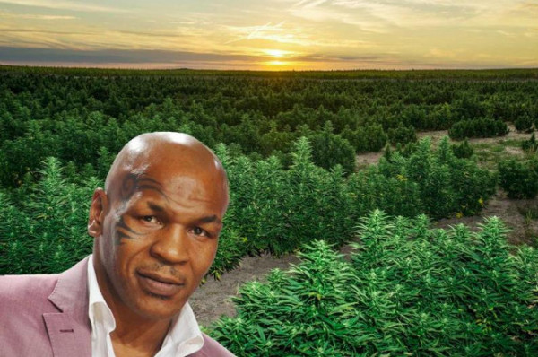 Mike Tyson Kini Sibuk Bisnis... Ganja